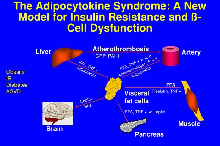 PPT - IR and Hyperinsulinemia PowerPoint Presentation, free download ... Hyperinsulinemia is associated with type 2 diabetes