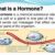 Hormones and Gastrointestinal Problems A Deep Dive