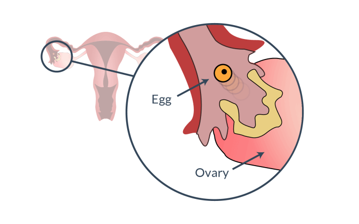Female Menstrual Cycle, Ovulation Process and Hormone Levels Stock ... Ovulation kit tips for pcos patients