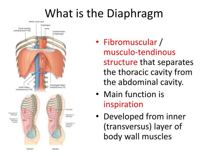 What is the diaphragm