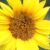 Sunflower Pumpkin Sesame Seeds A Nutritional Journey