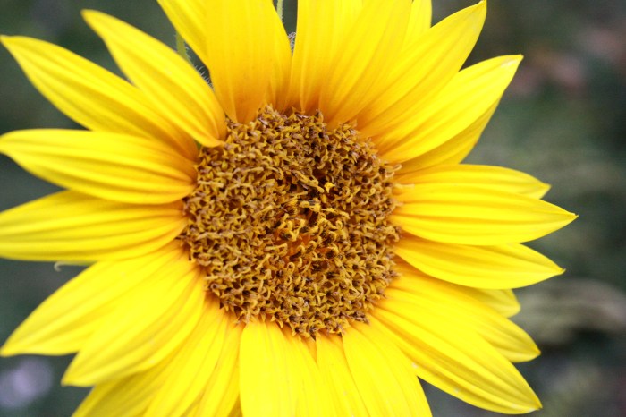 Sunflower pumpkin sesame seeds