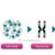 How to How Is a Karyotype Test Done?