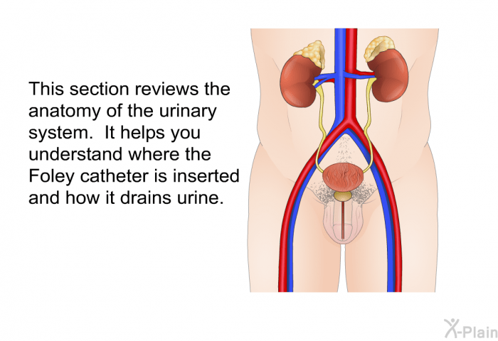 PatEdu.com : Foley Catheter - Male What is a foley catheter