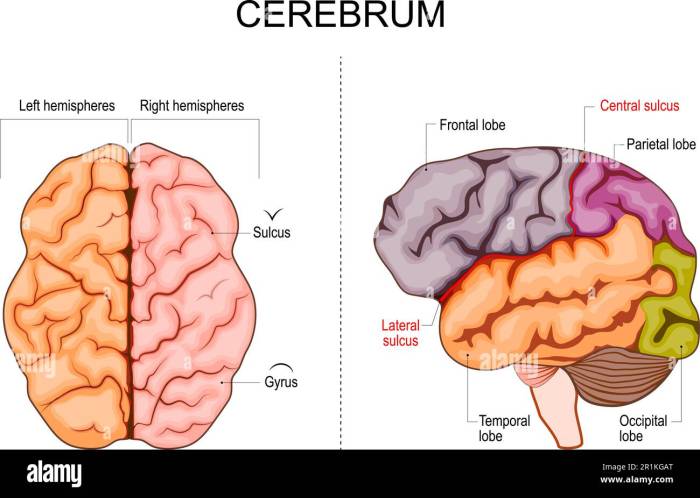 Human brain structure. Hemispheres and lobes of the cerebral cortex ... What is frontotemporal dementia