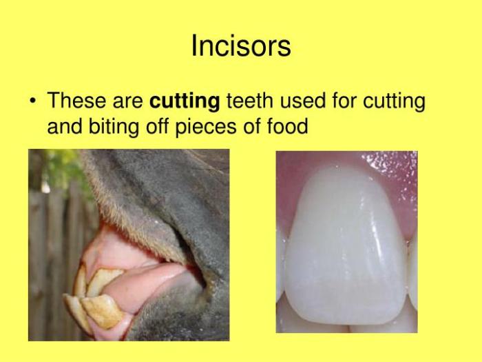 PPT - Teeth PowerPoint Presentation - ID:1266126 Incisors definition of incisors