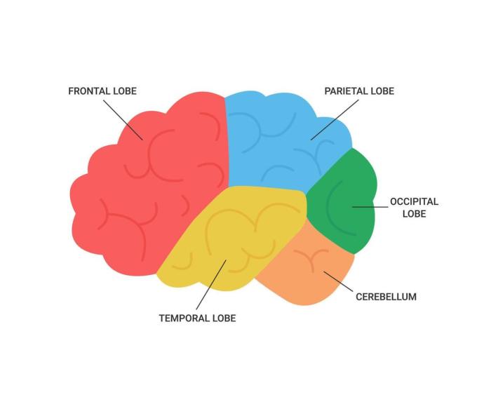 The Four Lobes Of The Brain Are The Frontal Parietal - vrogue.co What is frontotemporal dementia