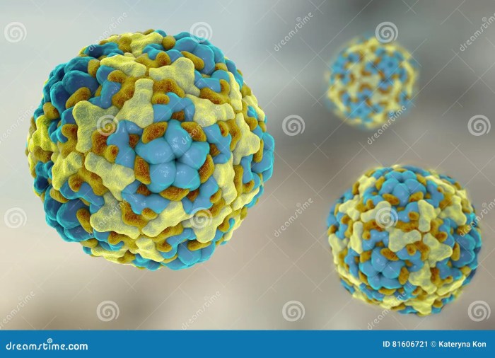 Enterovirus strains and facts
