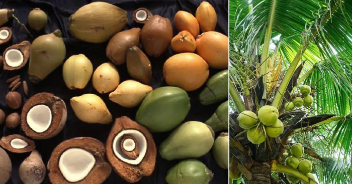 Is coconut good for you