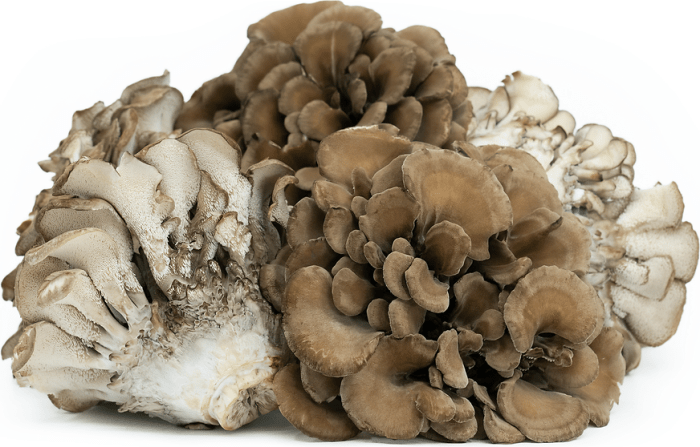 Maitake mushroom benefits nutrition