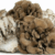Maitake Mushroom Benefits Nutrition & More