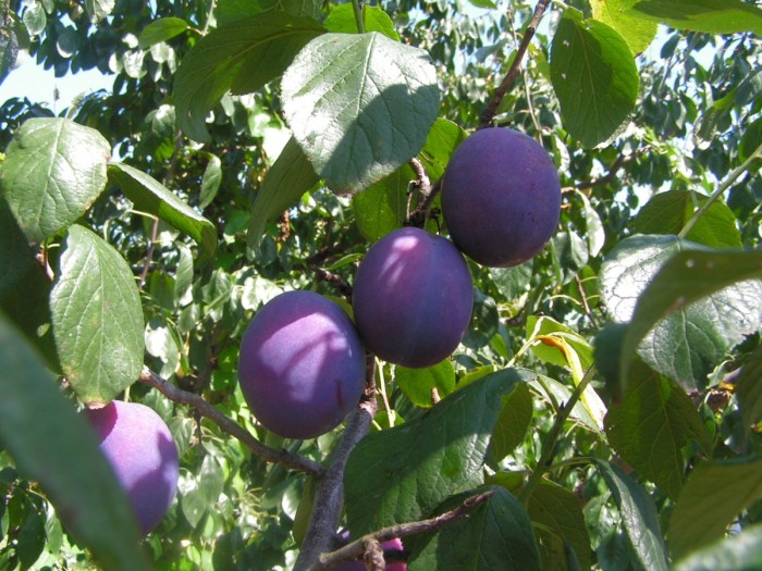 Prune juice for constipation