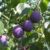 Prune Juice for Constipation A Guide