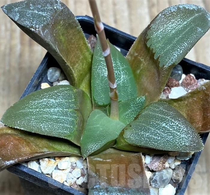 Aloe vera for hair growth