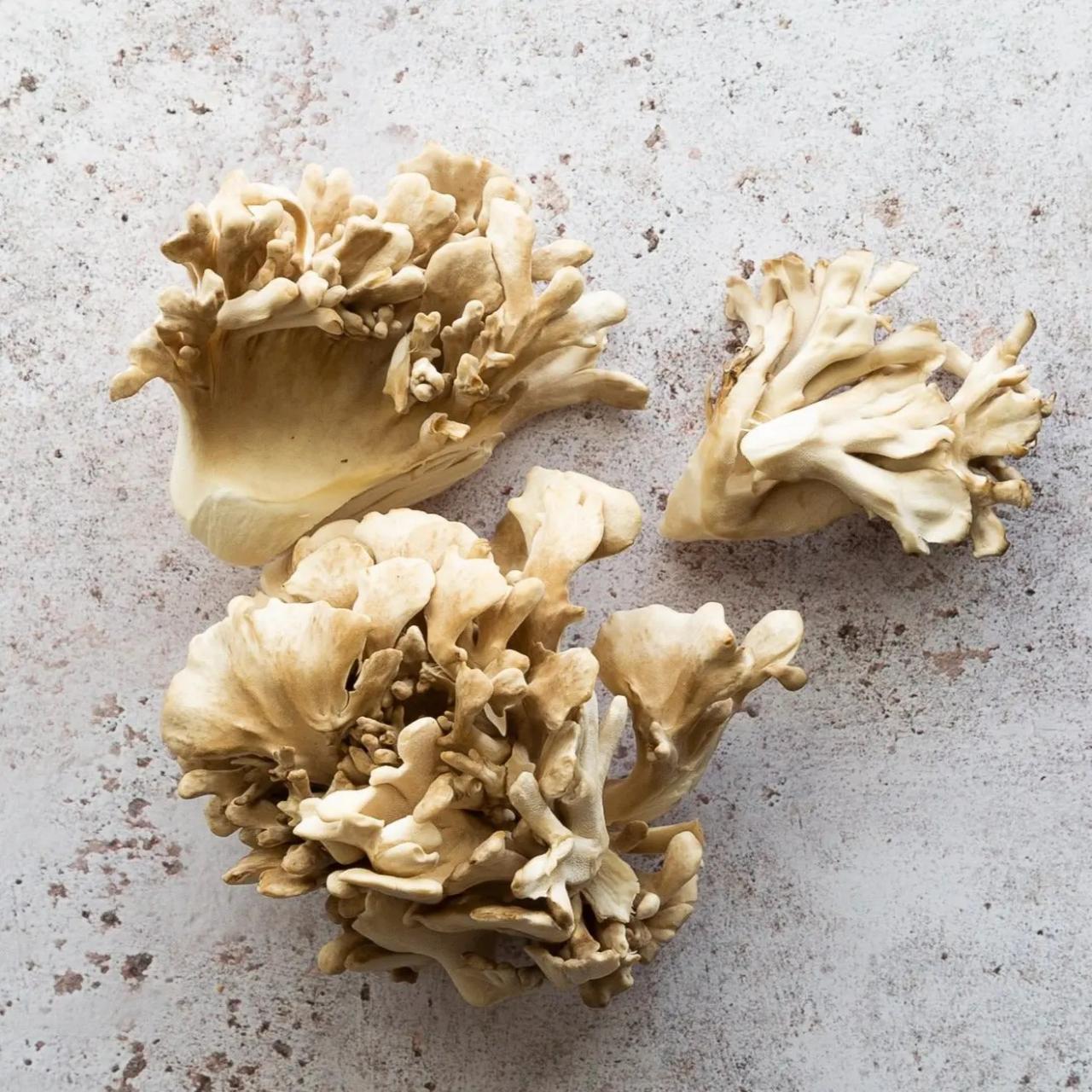 Maitake mushroom benefits nutrition