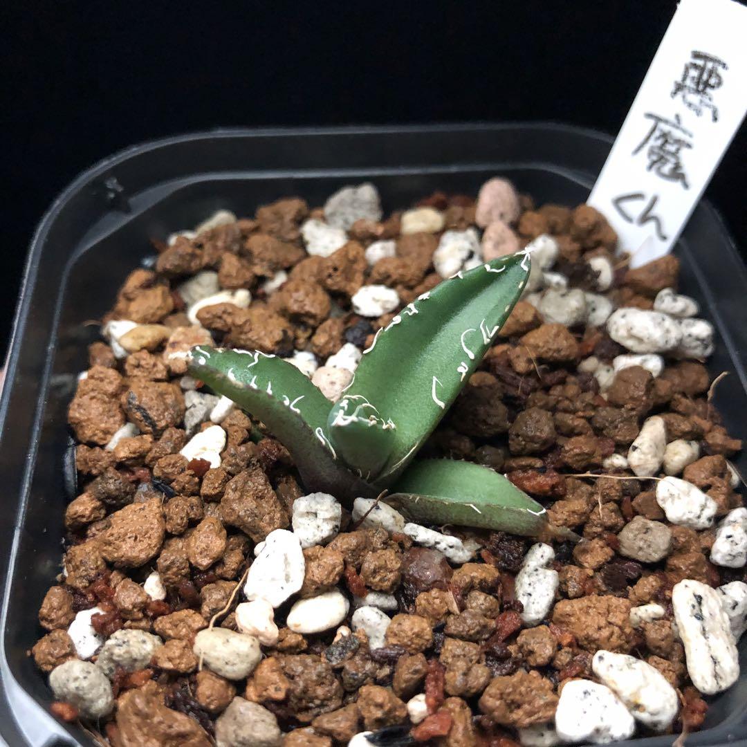 Aloe vera for hair growth