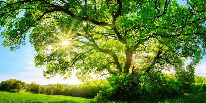 Natural remedies for bacterial overgrowth